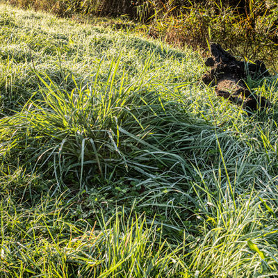 Jacques Constant -/ F 8 - 1/125 s - 400 iso