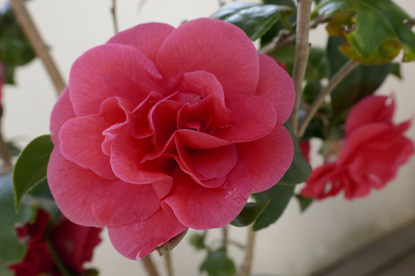 Rose / F 5.6 - 1/500 s - 400 iso