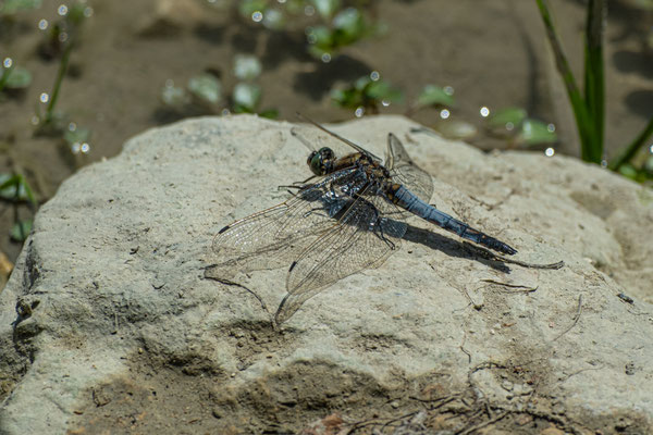 F 5.6 - 1/1500 s - 125 iso