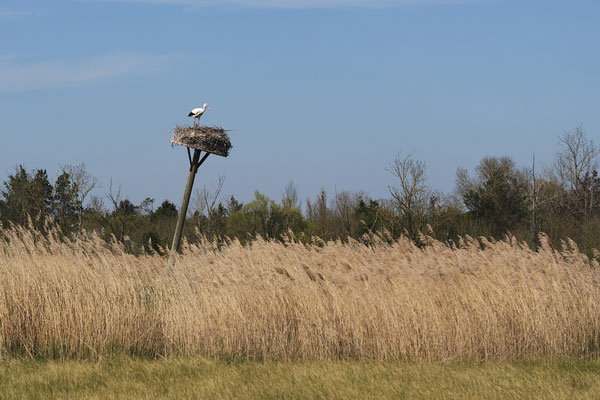 F 11 - 1/200 s - 125 iso
