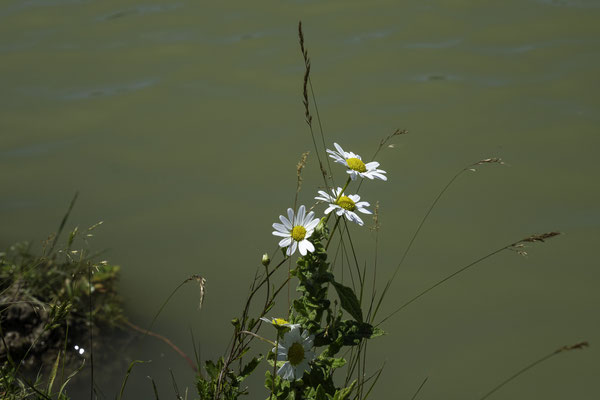 F 8 - 1/1100 s - 200 iso