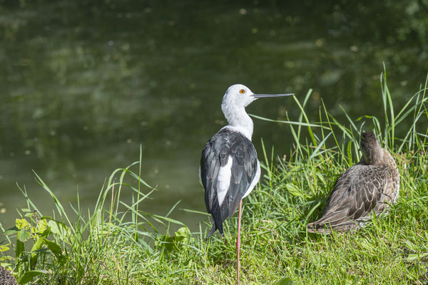 F 9 - 1/500 s - 450 iso