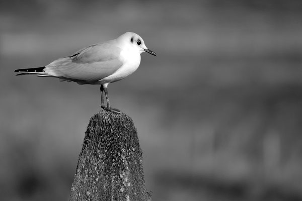 F 2.8 - 1/8000 s - 400 iso