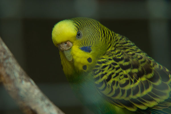 F 5.5 - 1/60 s - 250 iso