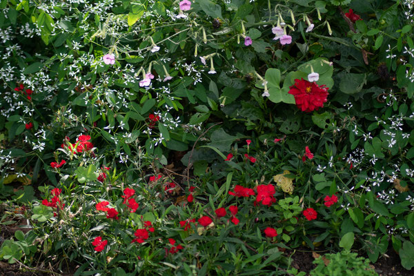 F 4 - 1/500 s - 400 iso