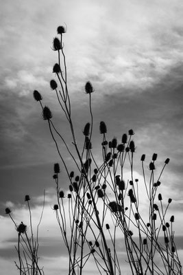 F 8 - 1/1100 s - 200 iso
