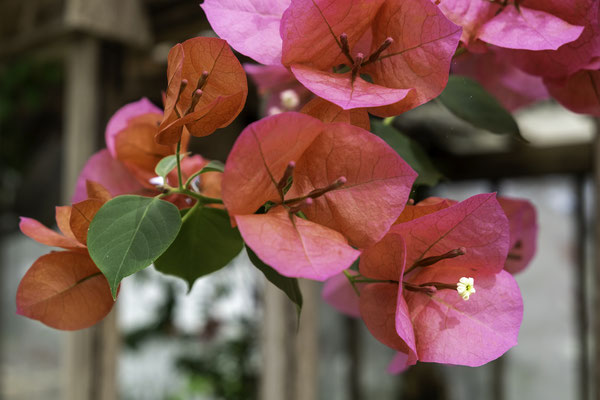 F 5 - 1/160 s - 200 iso