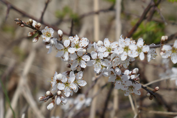 F 5.9 - 1/1600 s - 200 iso