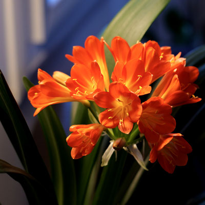 Pascal / F 5.6 - 1/50 s - 1 600 iso