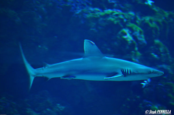 Aquarium requin du Musée océanographique de Monaco