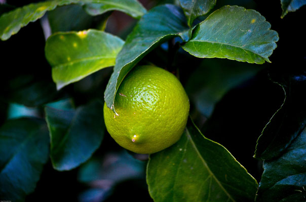 Citron vert de Provence