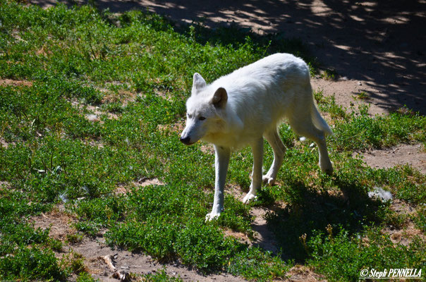 Le loup blanc, parc Sainte-Lucie, 48100 Saint-Léger-de-Peyre