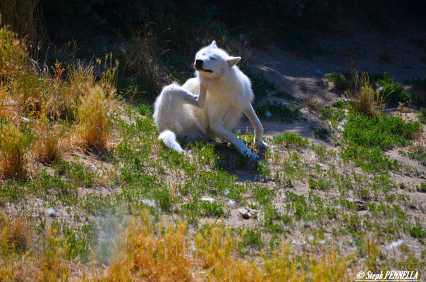 Le loup blanc, parc Sainte-Lucie, 48100 Saint-Léger-de-Peyre