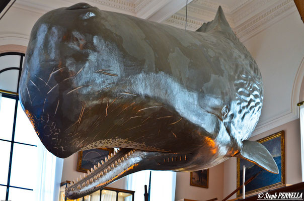 Maquette cachalot en taille réelle: Musée océanographique de Monaco