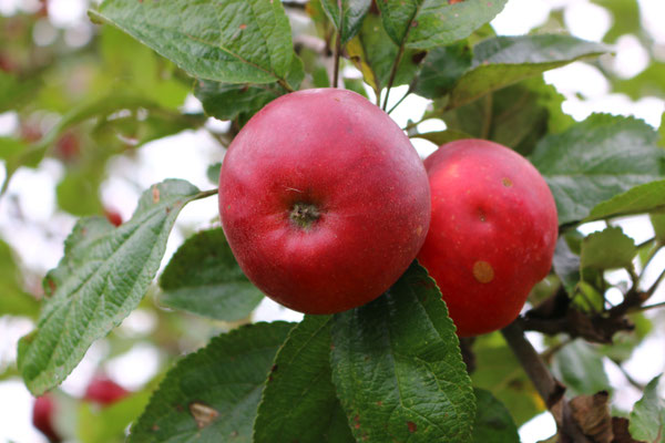 Peter Bira/LBV-Archiv