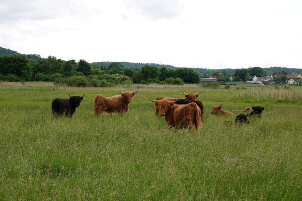 Die ersten 11 Hochlandrinder auf den Glender Wiesen im Westen des Projektgebiets. Foto: ÖBO