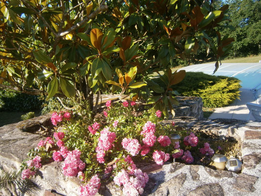 magnolia près de la piscine