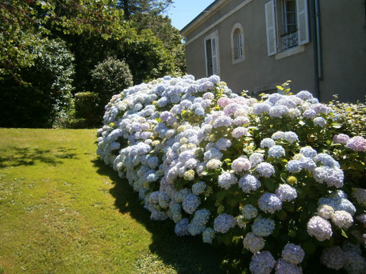 les hortensias