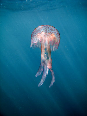 La méduse pélagique, une espèce aussi redoutée que fascinante