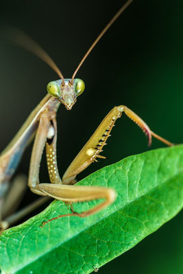 Contrairement aux autres insectes, la mante religieuse peut faire pivoter sa tête à 180°, ce qui lui permet de suivre les déplacements de ses proies sans bouger le corps.