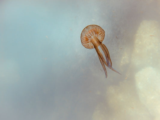 Méduse pélagique