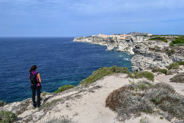Delphine aux falaises de Bonifacio en Corse