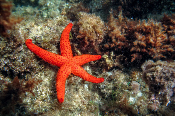 Echinaster sepositus ou étoile de mer rouge dans la Baie de la Garonne au Pradet dans le Var