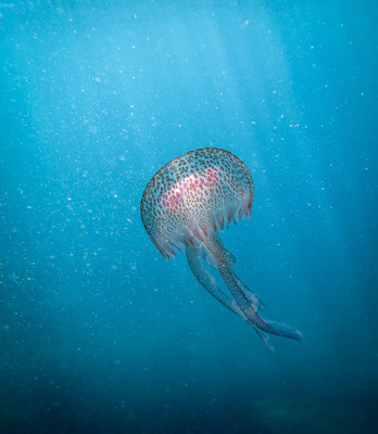 Pelagia Noctiluca. Cette méduse très redoutée des baigneurs, n'en demeure pas moins magnifique dans son élément.