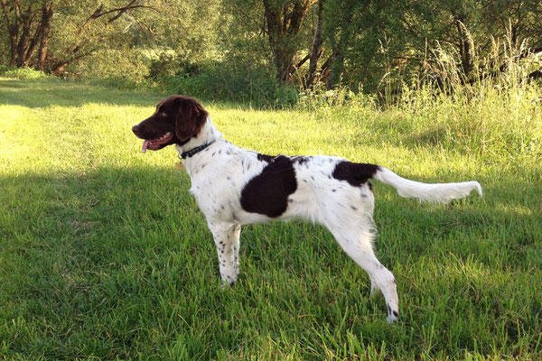 Aila-Lady vom Schleusetal gen. Lady,  * 12/2011