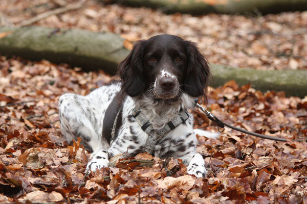 Tessie