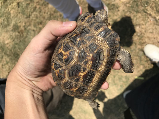 闇市場　ホウシャガメ　マダガスカル