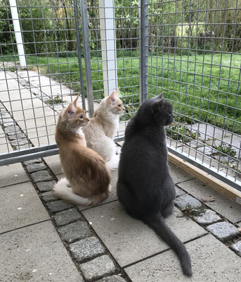 Katzengehege 1