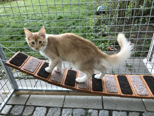 Maine Coon Kater auf Hängebrücke im Katzengehege