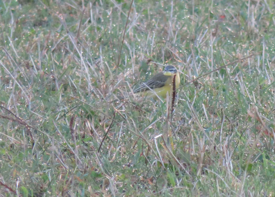 Männchen adult, Benken, 14.09.2015. Typischer Vogel mit einem deutlichen, weissen Überaugenstreif.