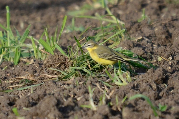 Männchen adult, Rodersdorf, 24.09.2015. Auf den ersten Blick an flavissima/lutea erinnernd. Überaugenstreif aber beige statt gelblich, Kinnseiten weiss, Zügel schwarz und Ohrdecken & Oberkopffärbung kalt-bräunlich und mit einzelnen grauen Federn.