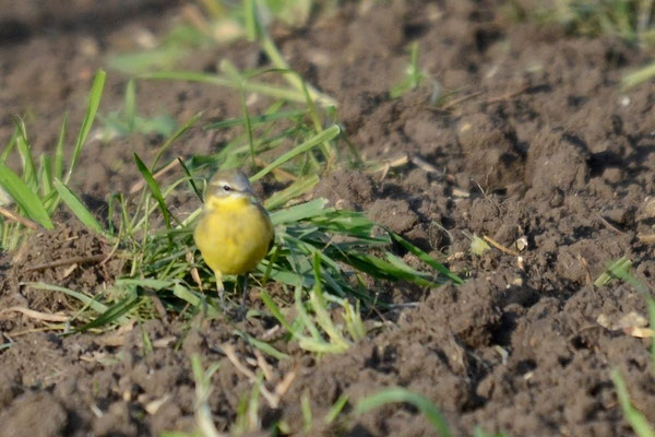 Männchen adult, Rodersdorf, 24.09.2015. Derselbe Vogel wie auf dem vorherigen Bild. Deutlich zu sehen sind das weissliche Kinn, der schwarze Zügelstreif und vor allem die grauen Federn im Bereich der Stirn, die auf flava deuten.