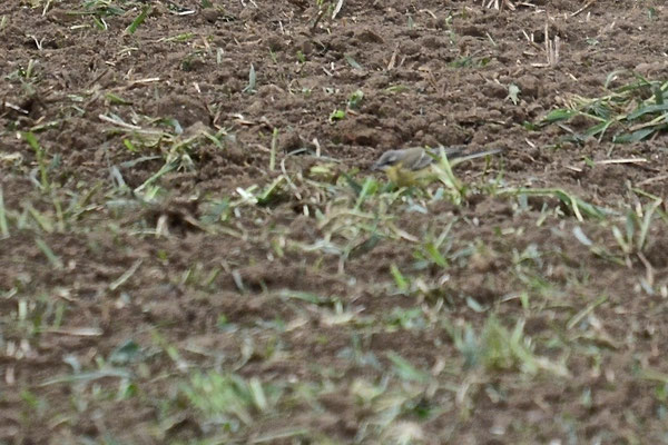 Männchen, Rodersdorf, 22.09.2015. Vogel mit dunklen Ohrdecken, weisser Kehle und einem keilartigen, auf den Bereich hinter dem Auge beschränkten Überaugenstreif.