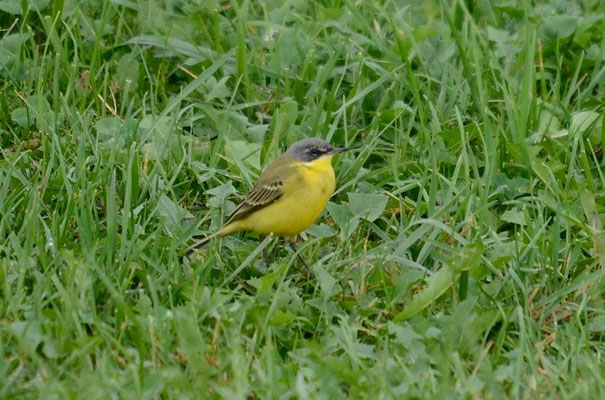 Männchen adult, Rodersdorf, 01. 09.2015. Dasselbe Männchen wie auf Bild 1. Aus der Nähe sind die Details des Überaugenstreifs deutlich zu sehen. Die gelbe Kehle spricht klar gegen cinereocapilla.