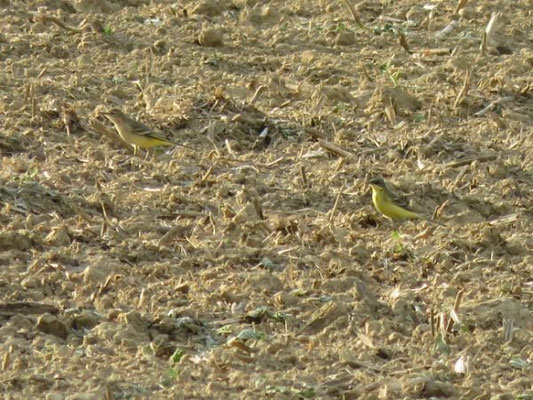 Männchen adult (rechts im Bild), Bättwil, 04. 09.2015. Vogel ohne Überaugenstreif und damit ähnlich wie typische thunbergi im Frühling. Die grauen Kopfbereiche werden jedoch durch grünliche Federränder teilweise verdeckt.
