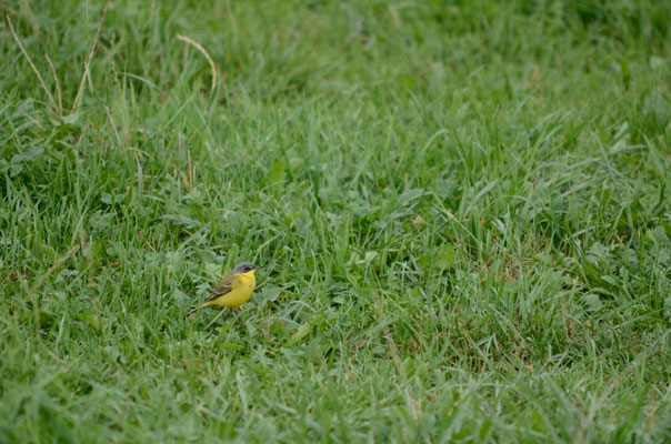 Männchen adult, Rodersdorf, 01. 09.2015. Vogel mit einem Überaugenstreif. Dieser ist jedoch sehr fein, und über dem Auge unterbrochen. Aus der Distanz ist er dadurch nur schwer zu sehen.