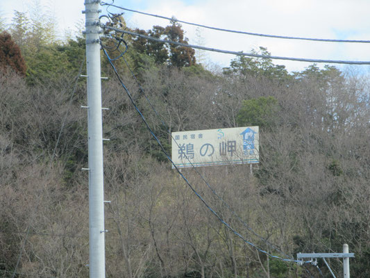 鵜飼見物記録 vol 99 海鵜 ウミウ 捕獲場 鵜飼の世界