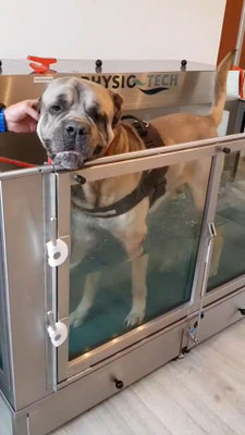 Lenny auf dem Unterwasserlaufband