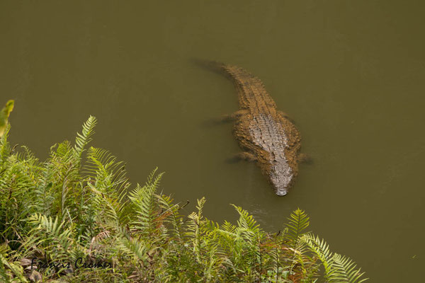 Réserve de Vakona, crocodile malgache.