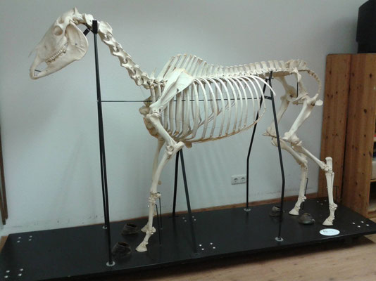 Esqueleton de un caballo en la escuela para osteopatía equina