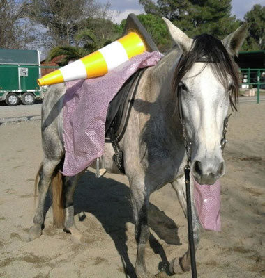 Tu seguridad y la del caballo depende de ti.