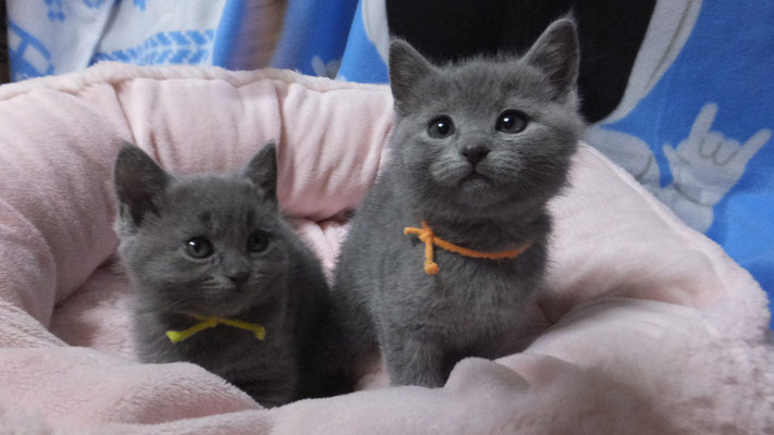 シャルトリューの子猫はとても元気です Catterybonheur ページ