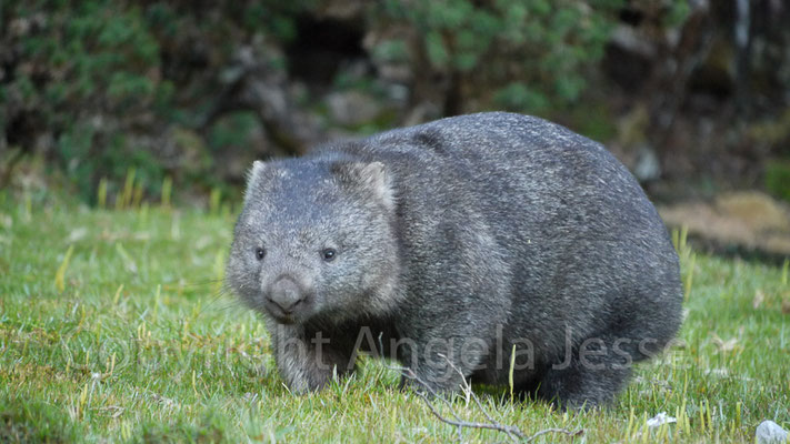 Wombat - Tasmanien