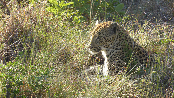 Jaguar -Afrika