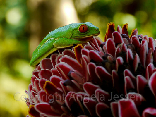 Rotaugenfrosch -Costa Rica