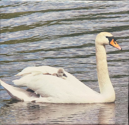 18 x 18 cm Schwan mit Kind